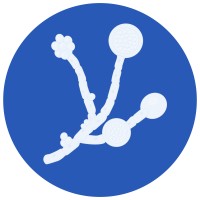 #CandidaChallenge logo - Similar company to Imagilys