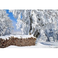 Warrior CAM logo - Similar company to Pro-Sourcing Solutions