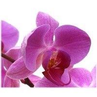 Cosmic Orchid logo - Similar company to Csulb Shark Lab