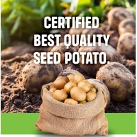 Dijo Seed Group logo - Similar company to Marketseer