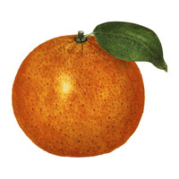 Satsuma Fine Art logo - Similar company to Dear Southern Lady