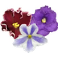African Violet