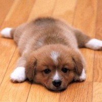 nexgard chewables for dogs logo - Similar company to Nexgard Chews