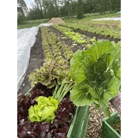 Sociale Voedseltuin Smallingerland logo - Similar company to Jpd Personeelsdiensten