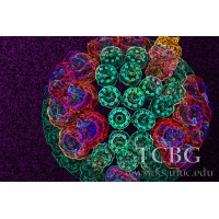 Theoretical And Computational Biophysics Group