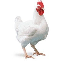 Adweek Chicks logo - Similar company to Emalezi Llp