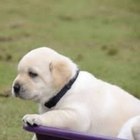 Premium Pet House logo - Similar company to Dekhogifts