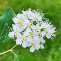Shinrin-Yoku United logo - Similar company to Forest Therapy Institute