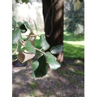 xxcc logo - Similar company to Sol Natural