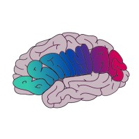 Brainiacs Lab logo - Similar company to Exploring Brain Mechanics - Collaborative Research Center