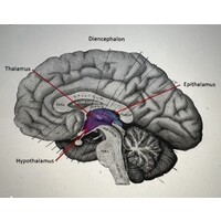 Neuroethics Consulting logo - Similar company to Brain Wave Network
