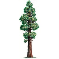 Sequoia Risk Management & Insurance Solutions logo - Similar company to Work Stream Consulting