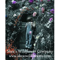 Shea'S Wildflowers