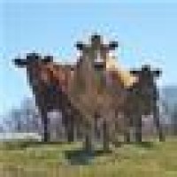 Delight Dairy Farm logo - Similar company to Dairy Farm Pro