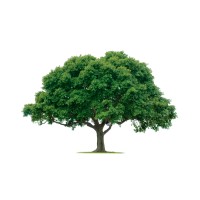 Charter Oak Building Maintenance, Inc. logo - Similar company to Hey You! Agency