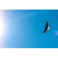 Eagle Legacy Planning logo - Related company intelligence peer for DivorcedNDating