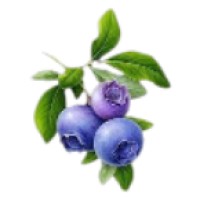 Pollux Technologies logo - Similar company to Ematrix Solutions