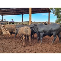 fazenda 30 de maio logo - Similar company to Fazenda Modelo
