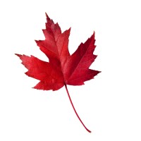 Maple Case Management logo - Similar company to Jodrell Constuction Ltd
