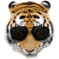 Focus Tiger logo - Similar company to Tk Engineering Oy