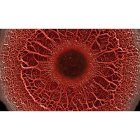 Centre of Excellence in Biofilms logo - Similar company to Park'S Biolabs