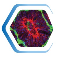 Neurosetta logo - Similar company to Phoenix-Aid