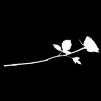 Bed of Roses logo - Similar company to Hotel Central