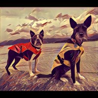 Two Dogs Digital Limited