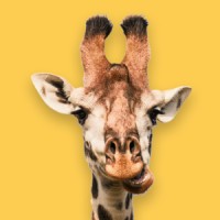 Giraffe translations logo - Similar company to Dragit