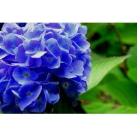 Therapy For Intentional Living, Inc.