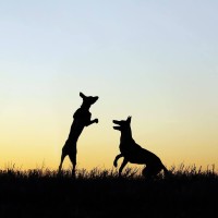 Purposefully Lost Conservation Courses and Dog Handling logo - Similar company to Conservation Lab