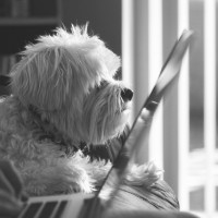 Four Little Dogs, LLC logo - Similar company to Springbok Services