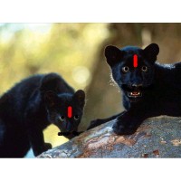 CAECOMPANY logo - Similar company to Cae Consulting Firm