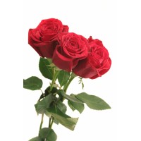 MY COMPANY logo - Similar company to Idee Travel & Events