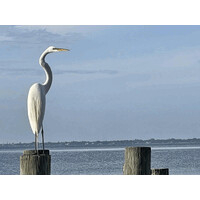 Great Egret Business Strategies LLC logo - Similar company to Sunset Designers & Builders Inc