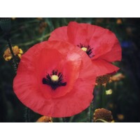 Poppy Fields Records