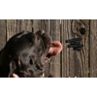 Backyard Films Presents logo - Similar company to Old Salem Museums & Gardens