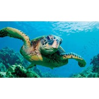Turtle Business Services logo - Similar company to Qualia