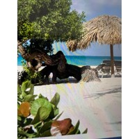 Travel & Tourism by Arlene logo - Similar company to Keshav Technosys