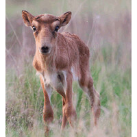 Altyn Dala Conservation Initiative logo - Similar company to Mycl | Mycotech Lab