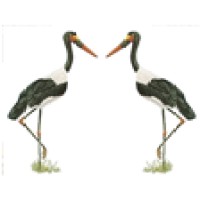 Saddle Bill Tours and Safaris logo - Similar company to Dexintec