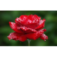 Zicxa Hình Ảnh - Trang Chuyên Hình Ảnh Đẹp
