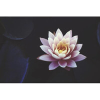 Quantum Lotus logo - Similar company to Nexgweb Technologies