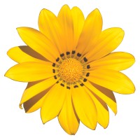 Feelgood Health Natural Wholesalers logo - Similar company to Pollen Creatives
