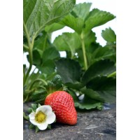 ARVANITAKIS STRAWBERRIES S.A. logo - Similar company to Luvaberry