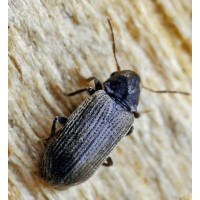 IRG logo - Similar company to Ithamar Pest Control (Ipmcare)