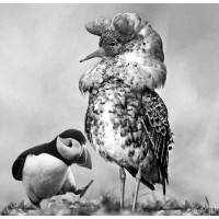 Puffin & Ruff logo - Similar company to Atlantis Sängspecialisten