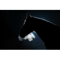 DarkHorseConsulting.ai logo - Similar company to Duma, Llc