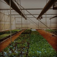 The Urban Farm Co. logo - Similar company to Uncompromised