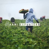 Vaani Exporters logo - Similar company to Texfab - Manufacturers And Exporters Of Quality Fabric